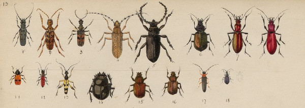 Colópteros, insectos numerados y titulados