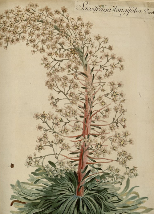 Saxifrage longifolia, por Picot de Lapeyrouse