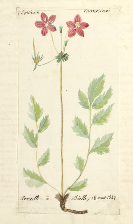 Erodium manescavi, aquarelle de Céleste Houbigant