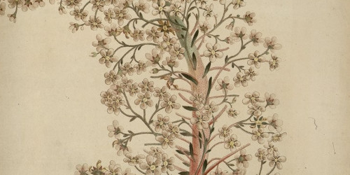 Saxifrage longifolia, par Picot de Lapeyrouse. Tome 1, page 157
